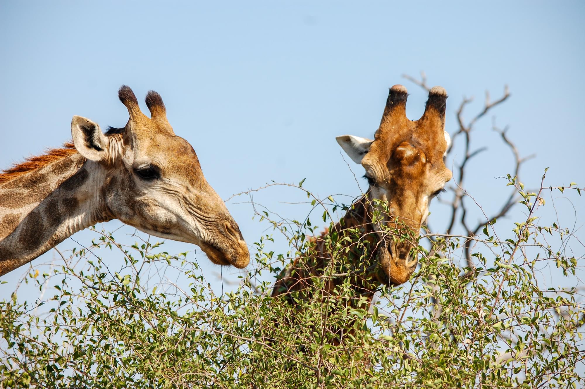 20120731   Sudafrica 0607